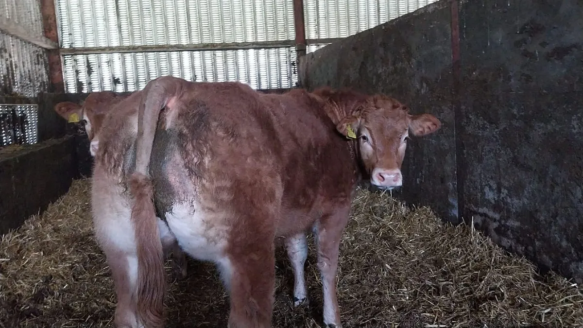 Pedigree limousin heifer - Image 1