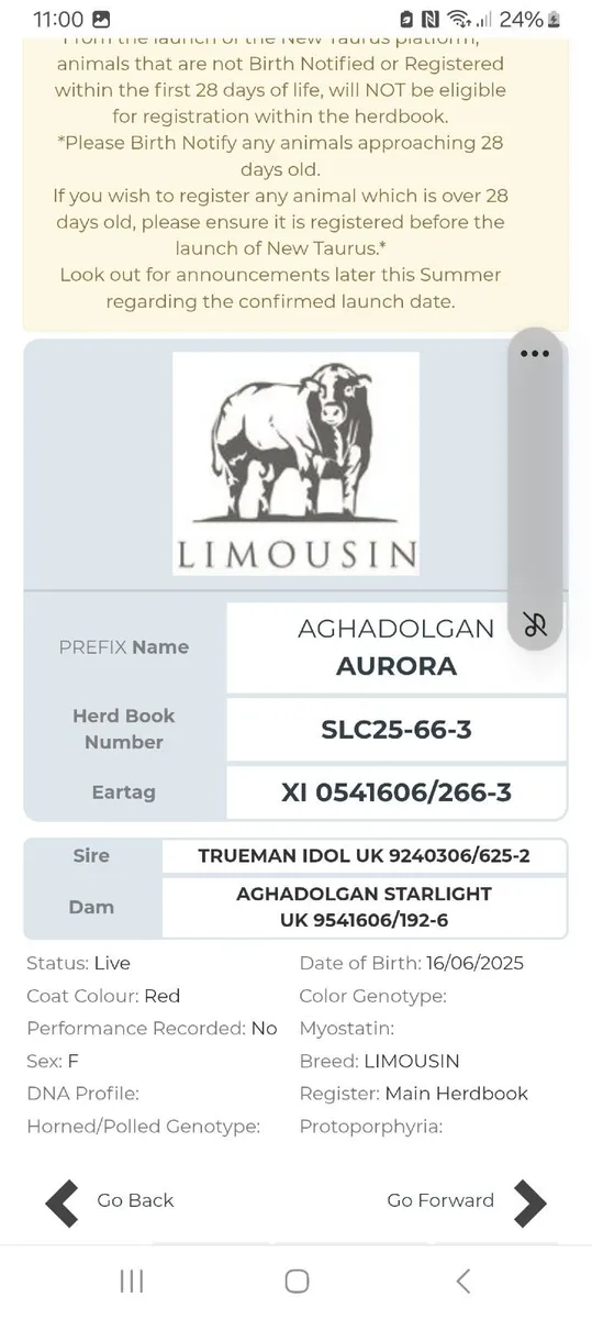 Pedigree limousin heifer - Image 4