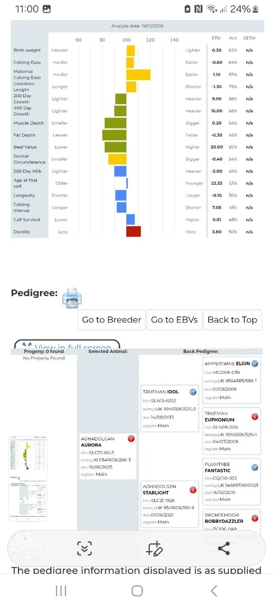 Pedigree limousin heifer - Image 2