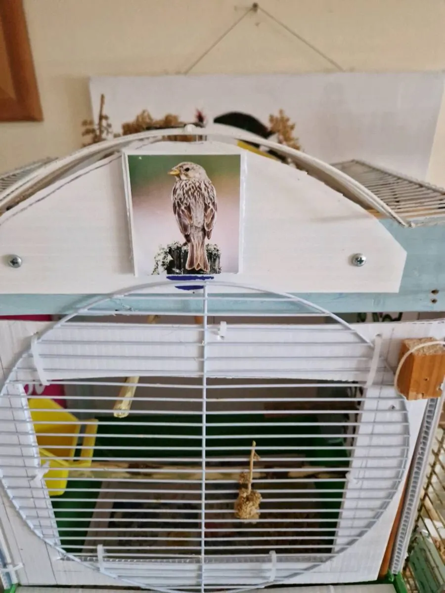 Budgie cage and food. - Image 1