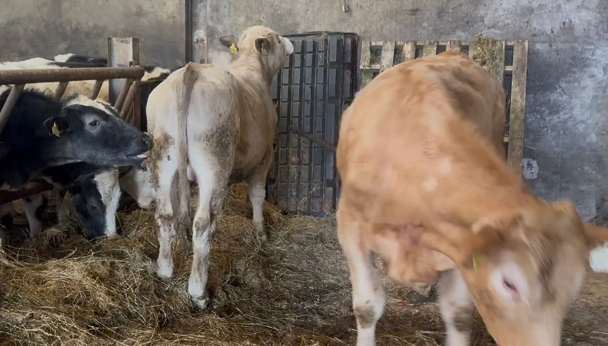 ❌bullocks ❌ - Image 2