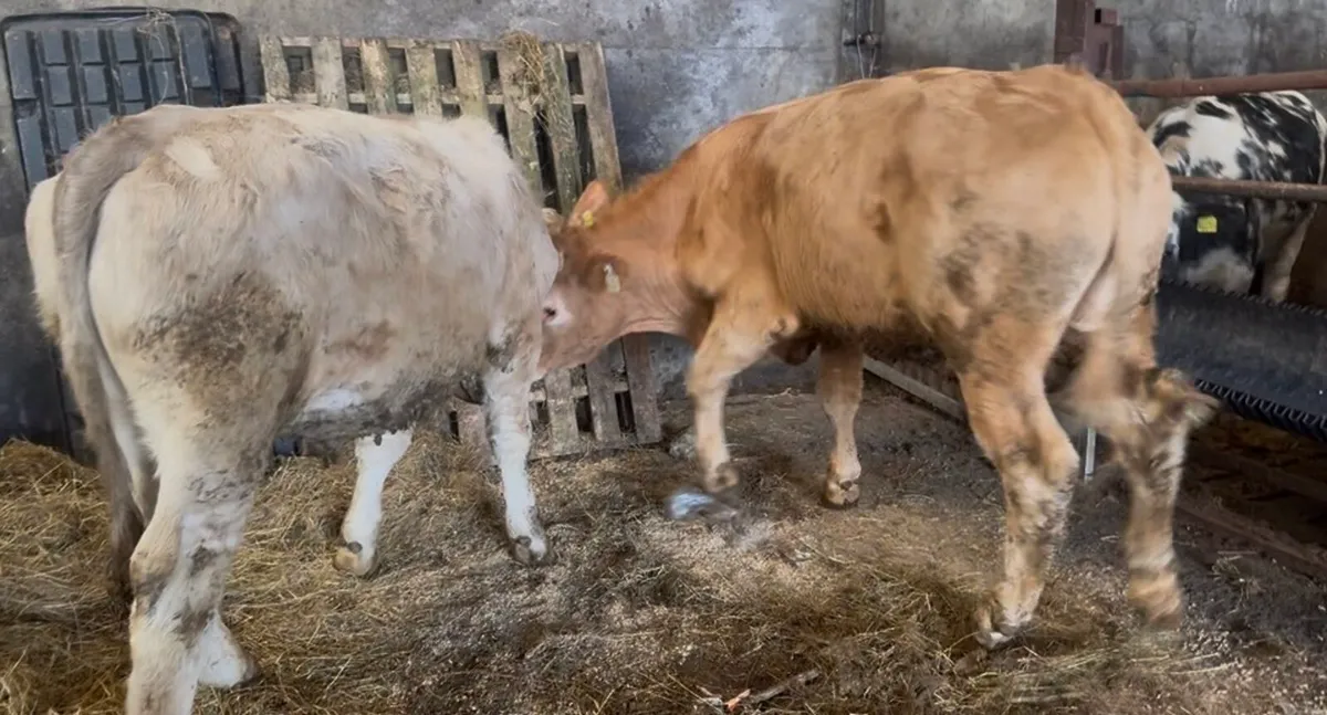 ❌bullocks ❌ - Image 3