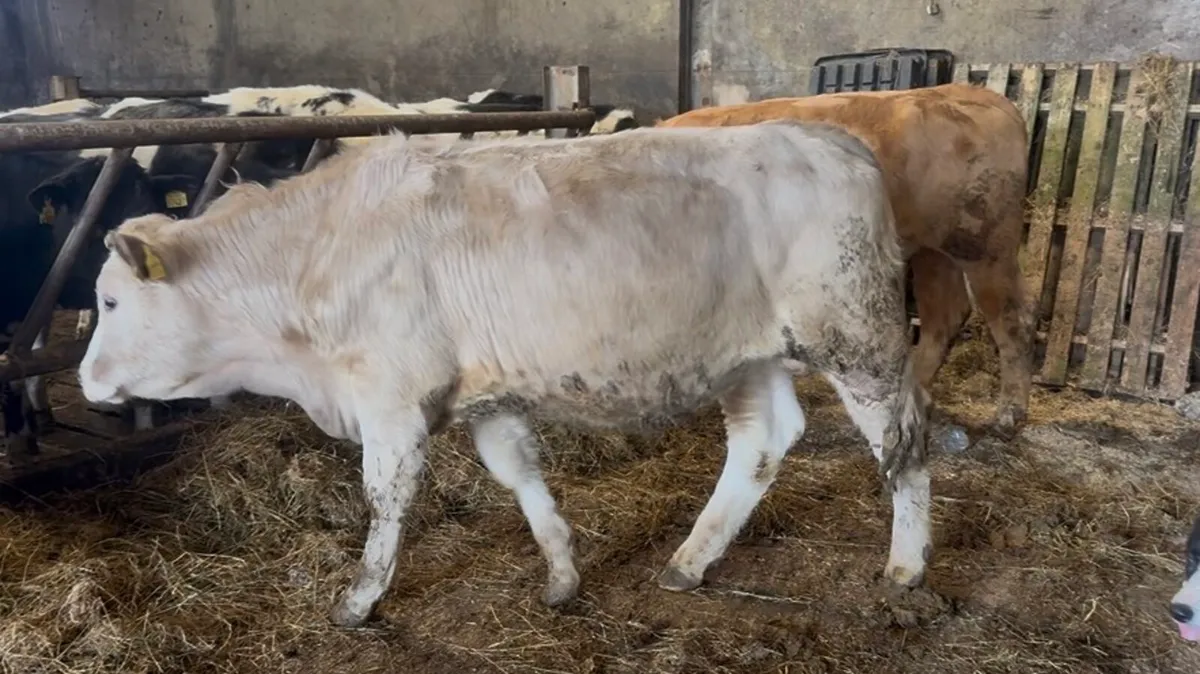 ❌bullocks ❌ - Image 4