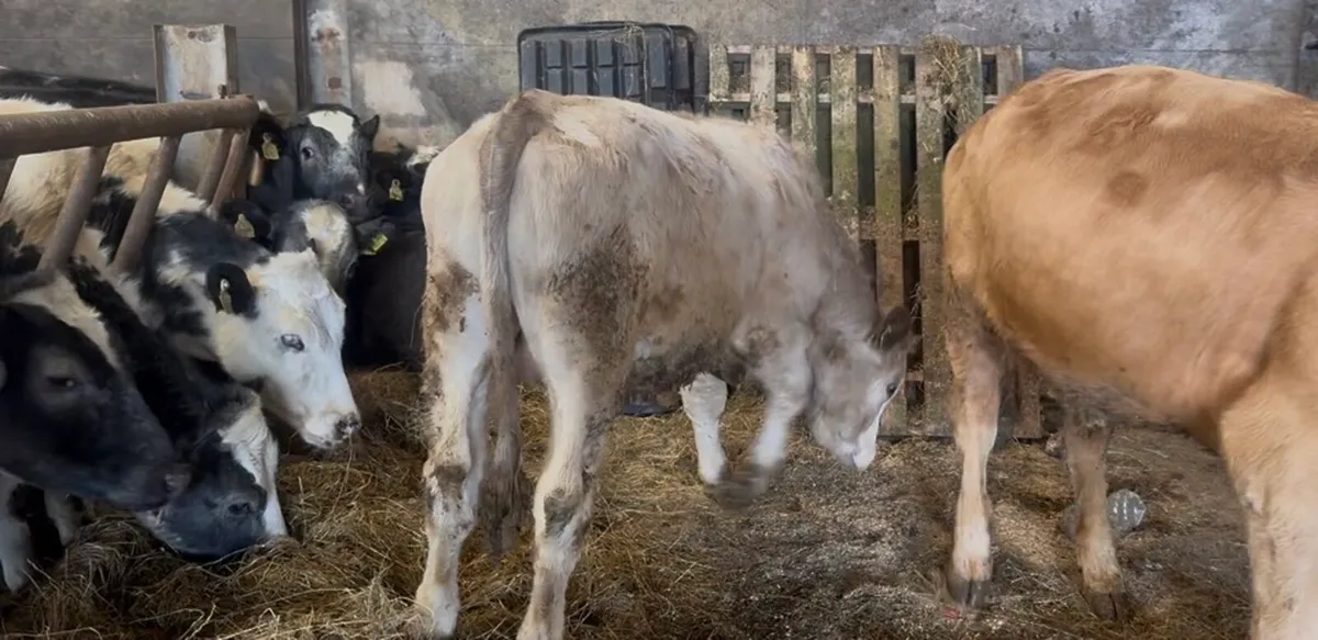 ❌bullocks ❌ - Image 1