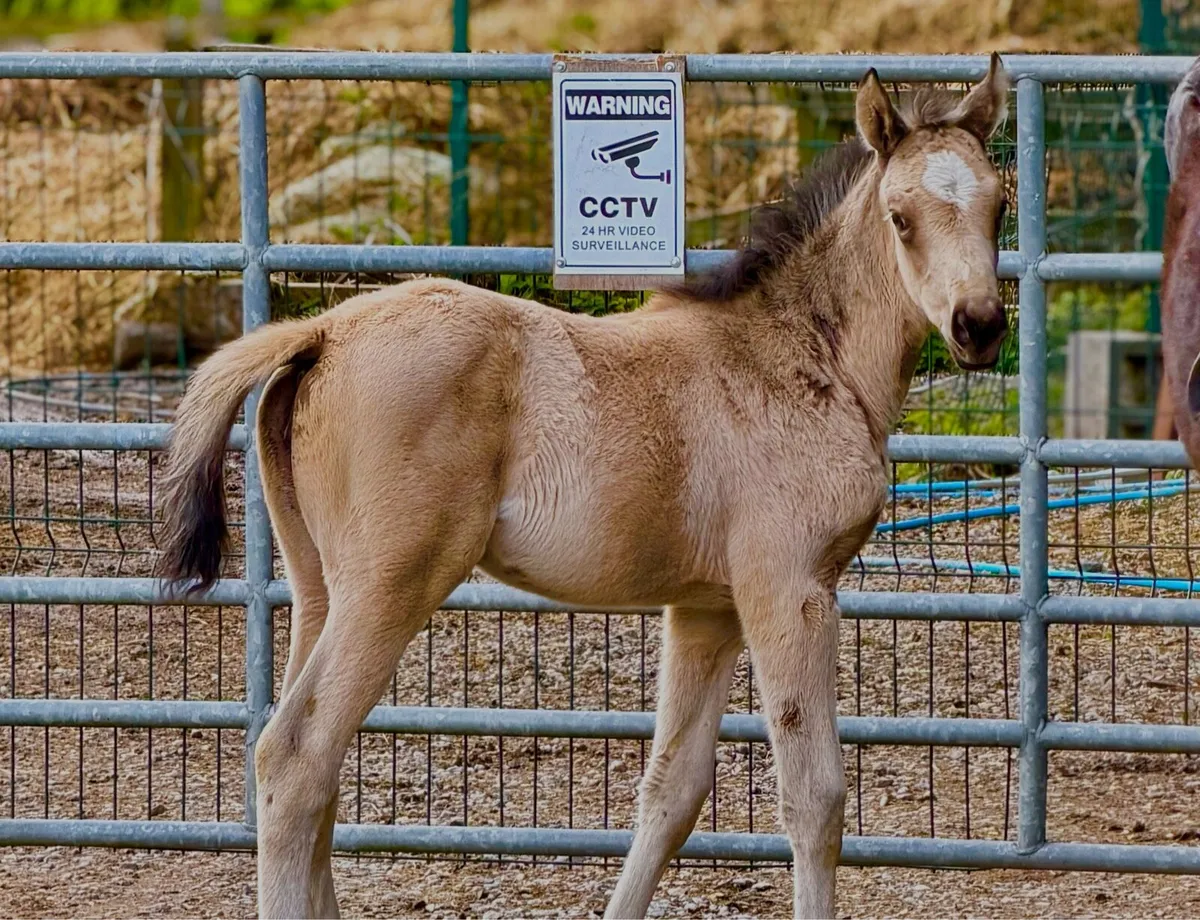 Mare and Foal - Image 1