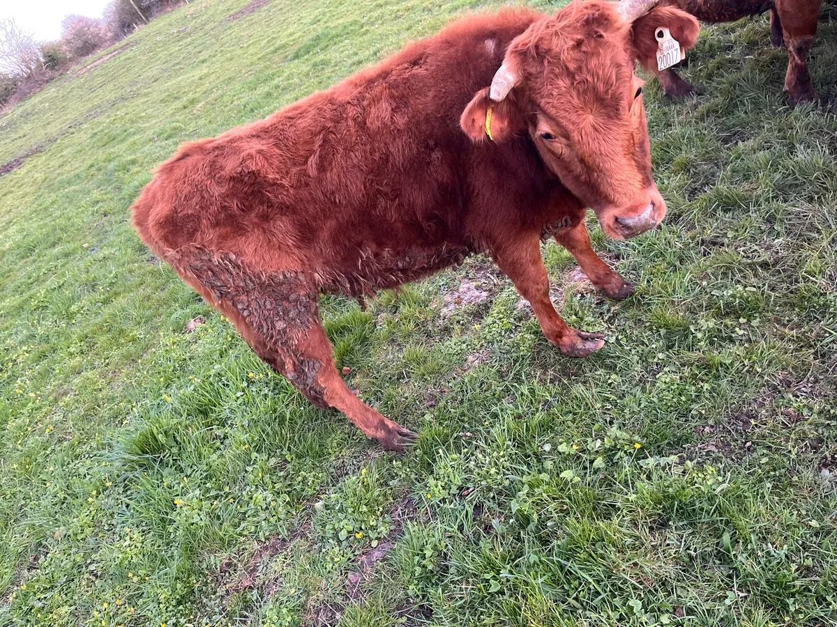 Dexter heifers - Image 2