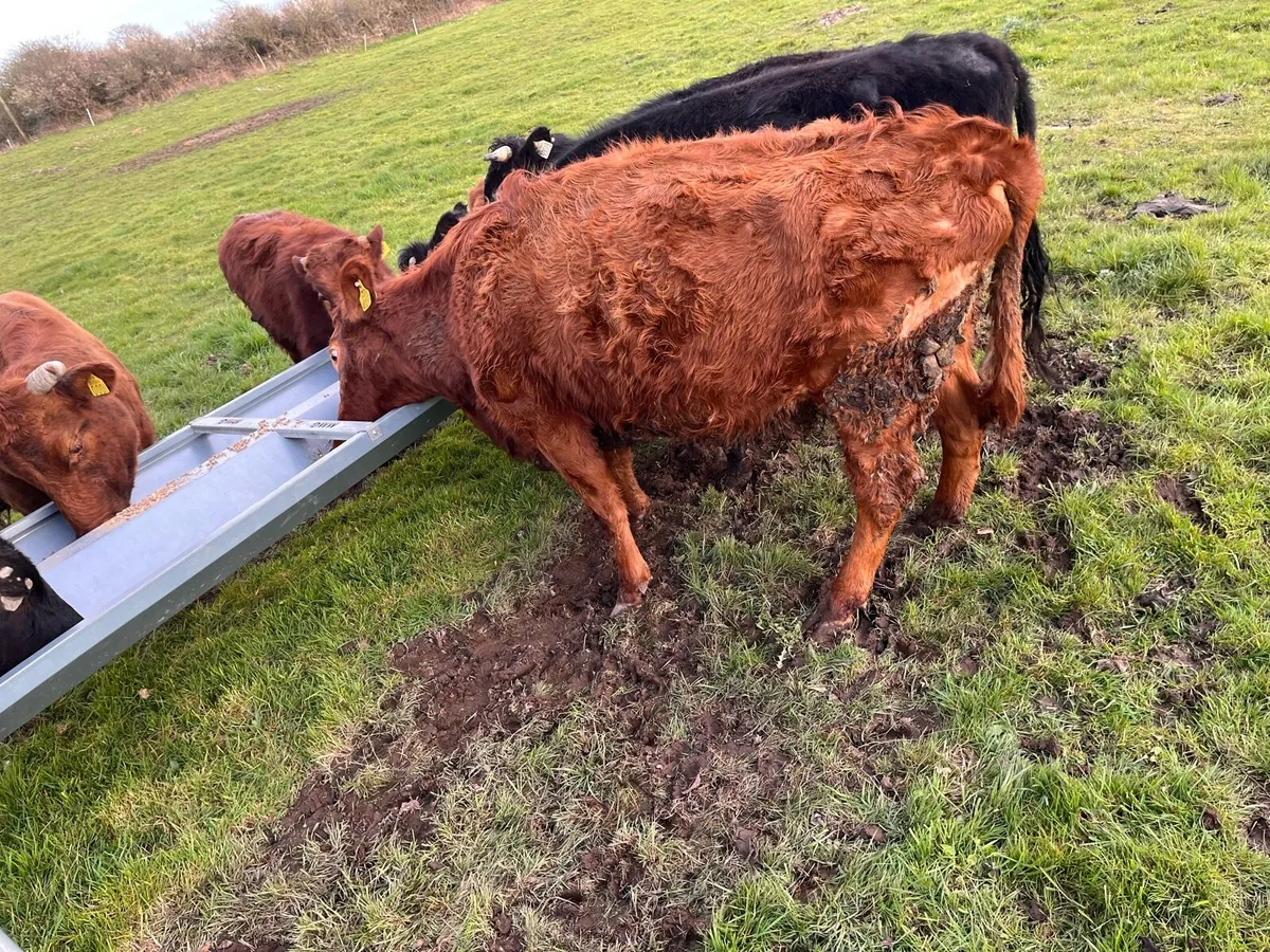 Dexter heifers - Image 3