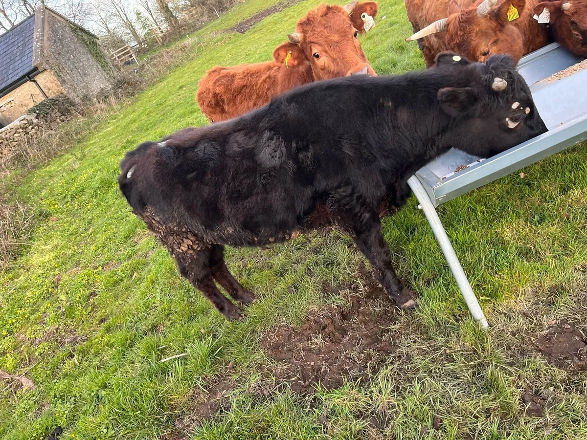 Dexter heifers - Image 4