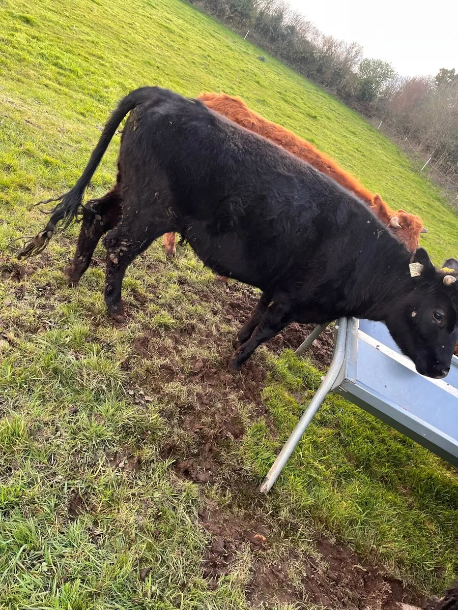 Dexter heifers - Image 1