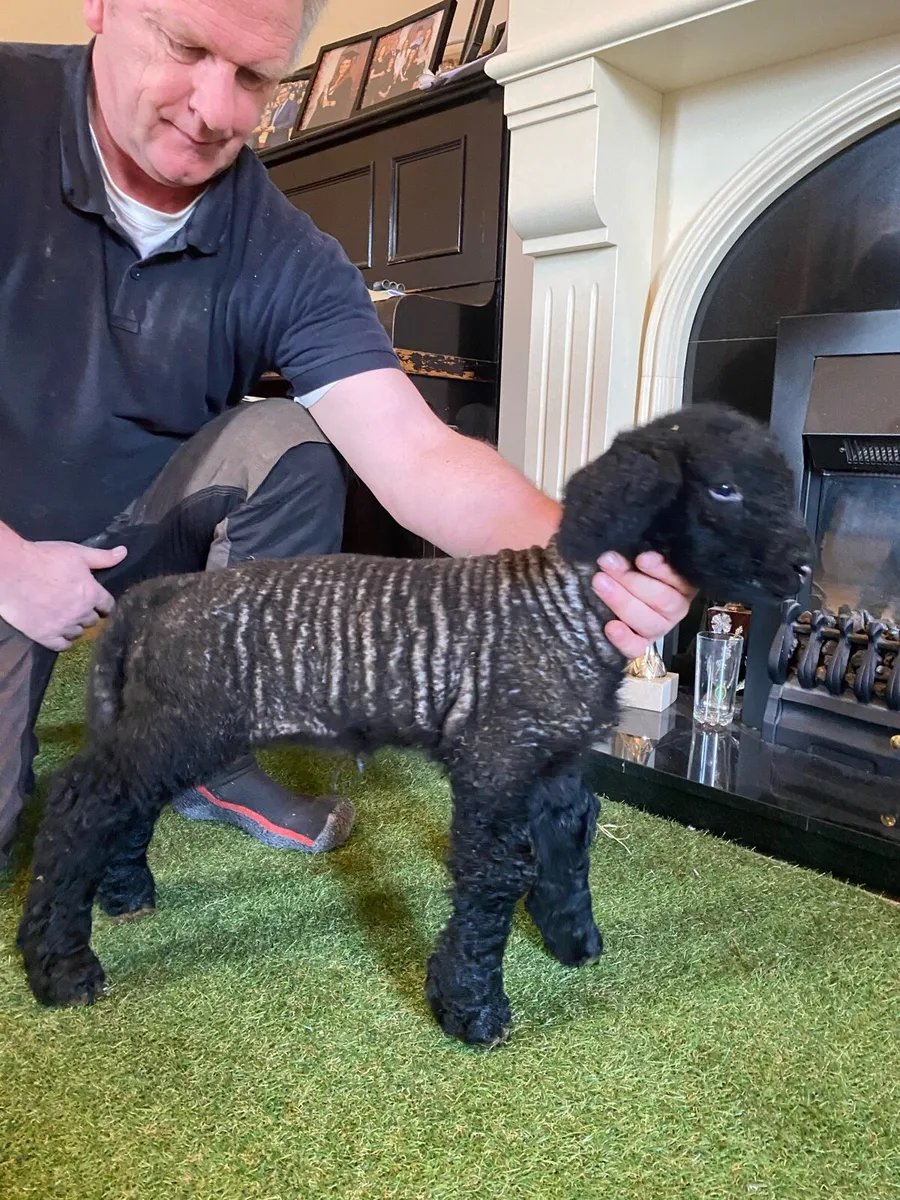 PEDIGREE SUFFOLK PET FOSTER EWE LAMB - Image 3