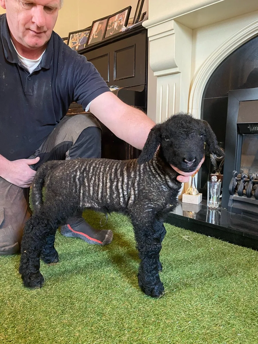 PEDIGREE SUFFOLK PET FOSTER EWE LAMB - Image 4