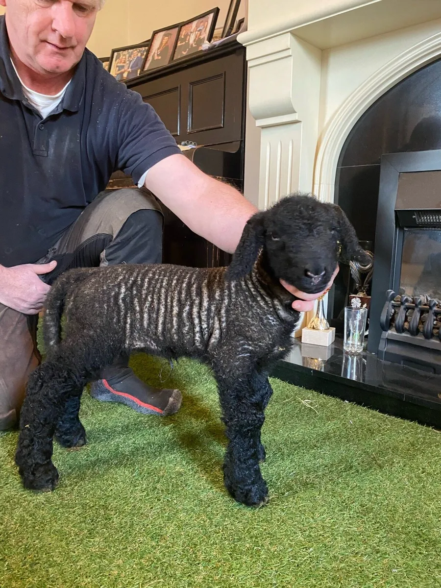 PEDIGREE SUFFOLK PET FOSTER EWE LAMB - Image 1
