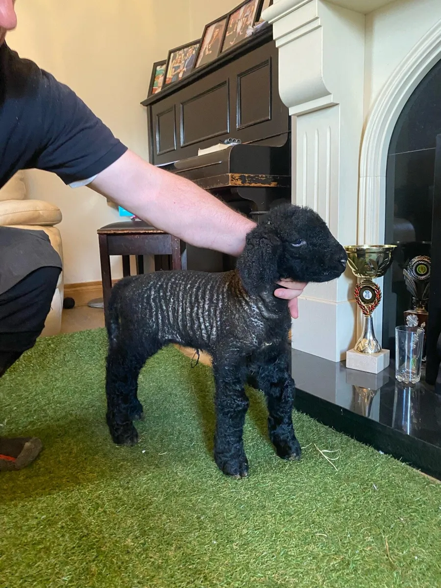 PEDIGREE SUFFOLK PET FOSTER EWE LAMB - Image 2