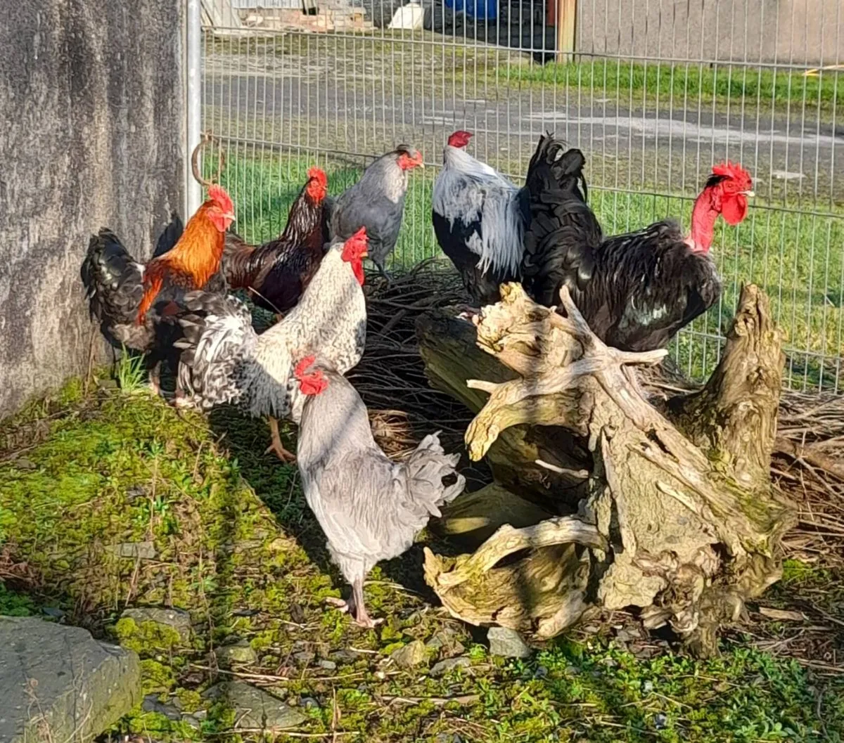 Purebred,Rooster - Image 2