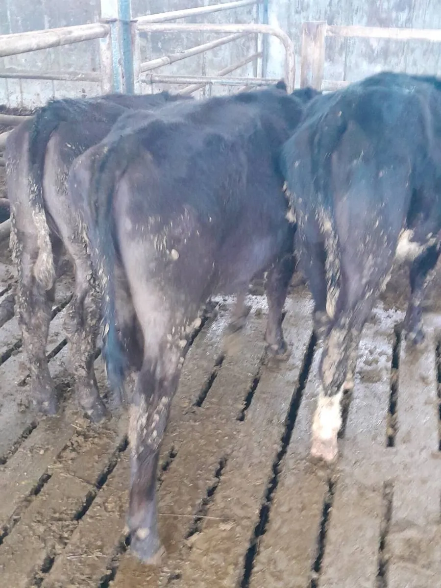 Heifer weanlings - Image 3