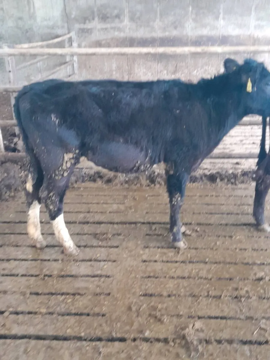 Heifer weanlings - Image 4