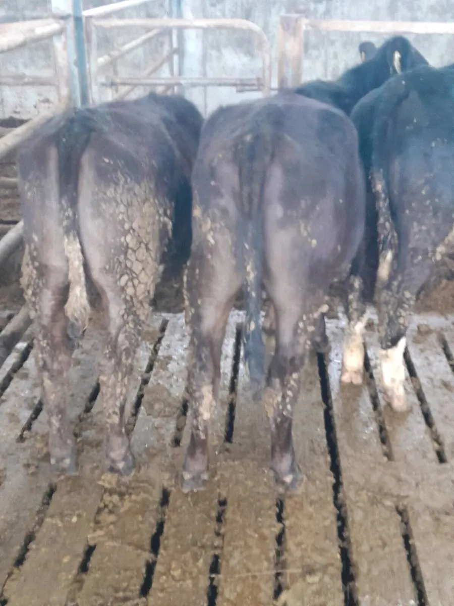 Heifer weanlings - Image 1