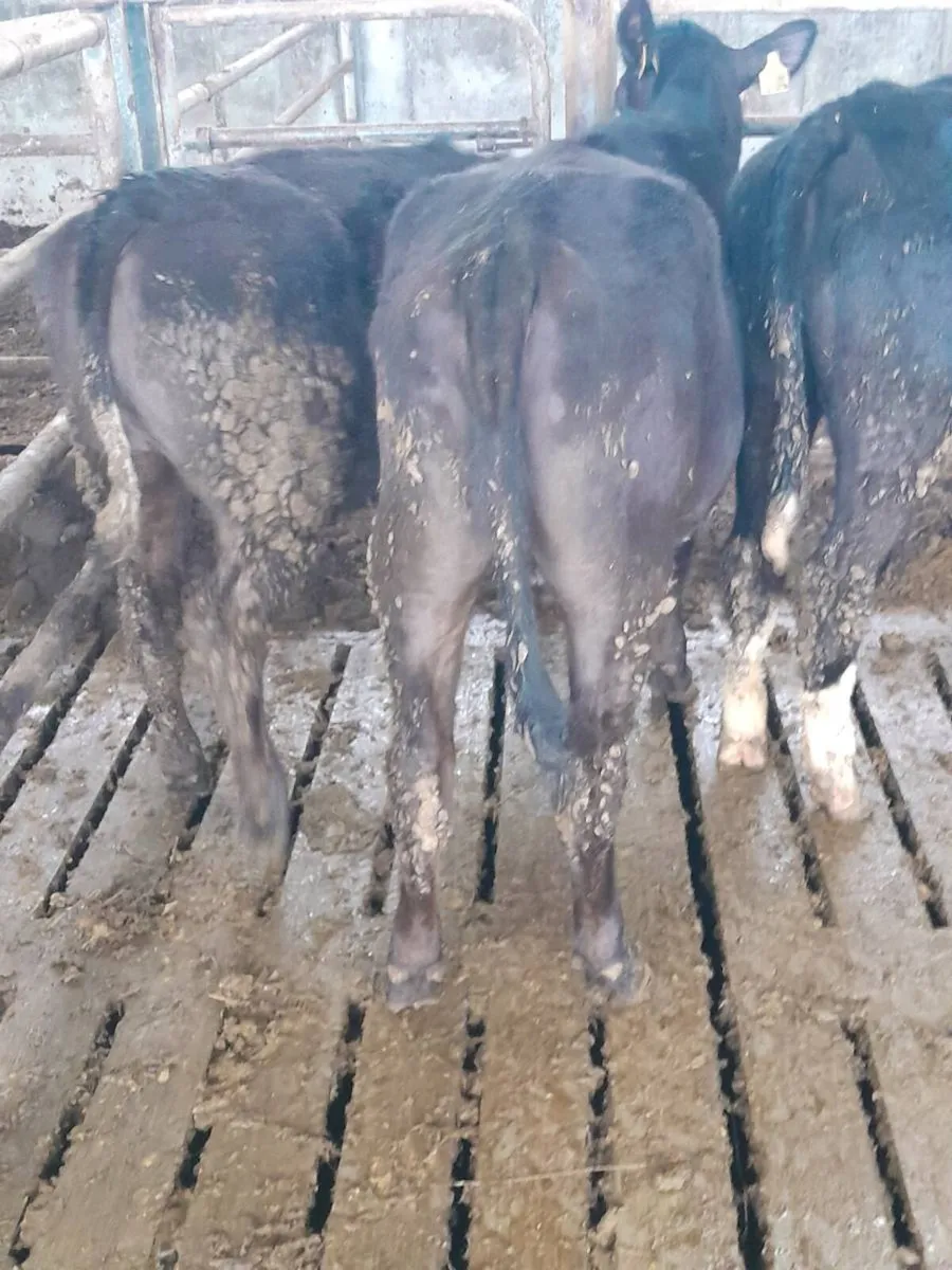 Heifer weanlings - Image 2