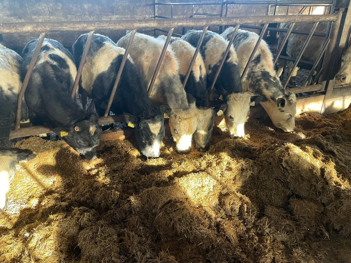 Store bullocks - Image 1