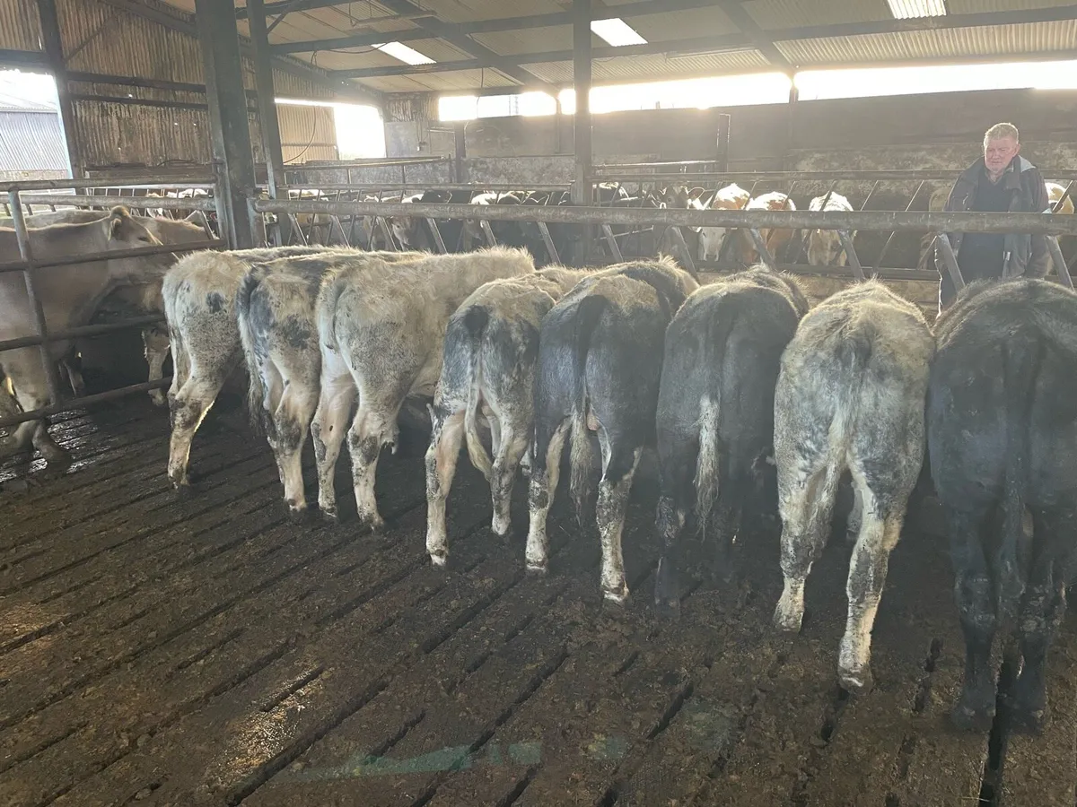 Store bullocks - Image 4