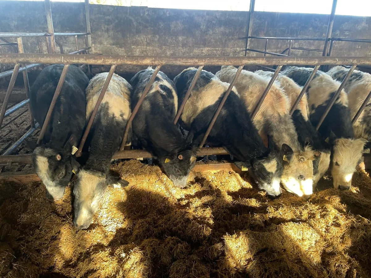 Store bullocks - Image 3