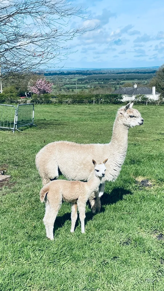 Alpaca Three in one deal! - Image 1