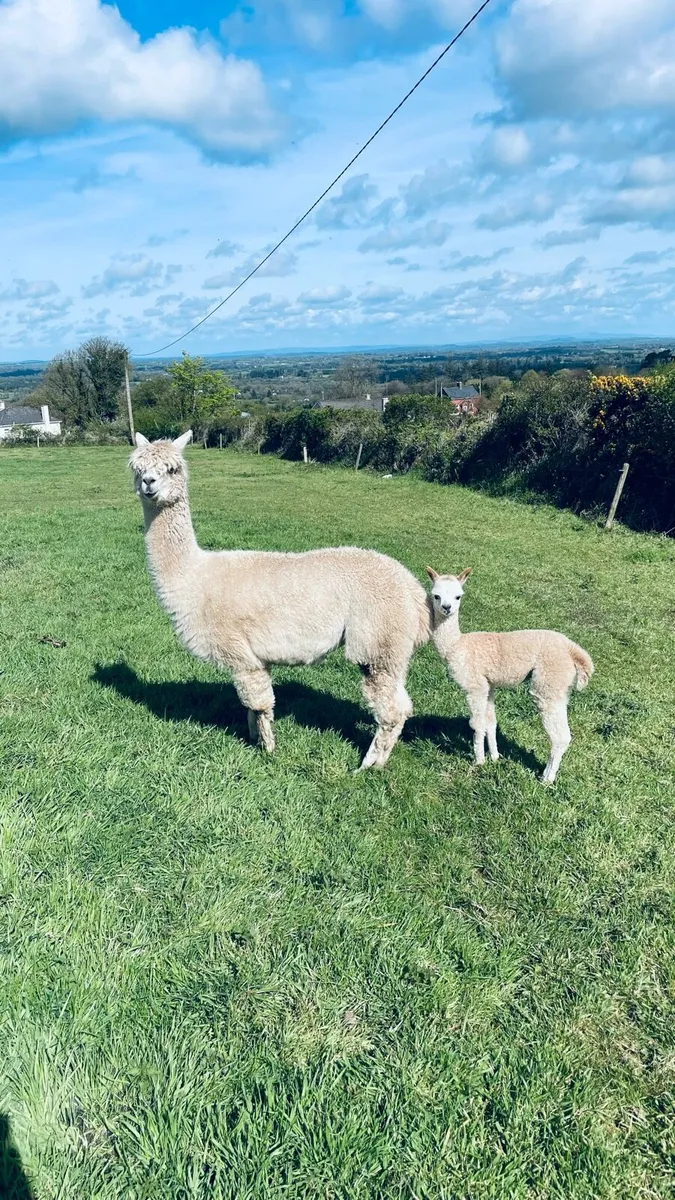 Alpaca Three in one deal! - Image 2