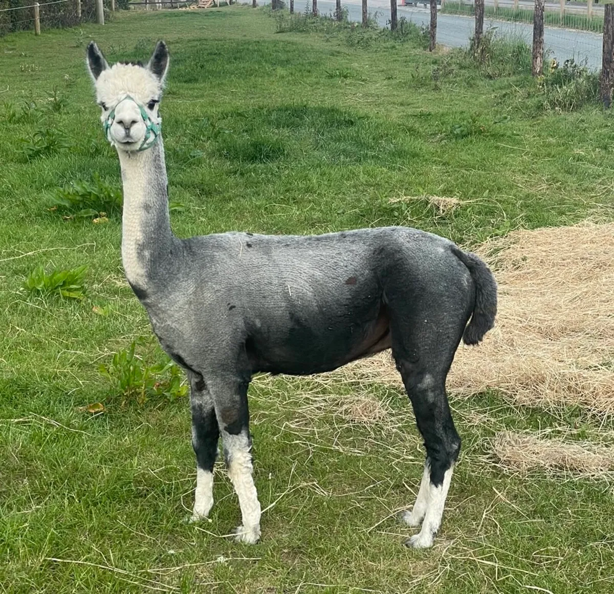 Alpaca Three in one deal! - Image 3