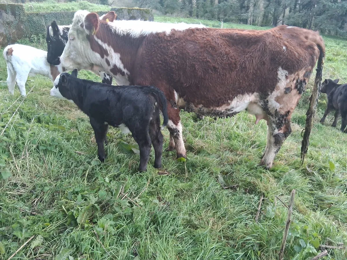 Red Hereford suckler - Image 3