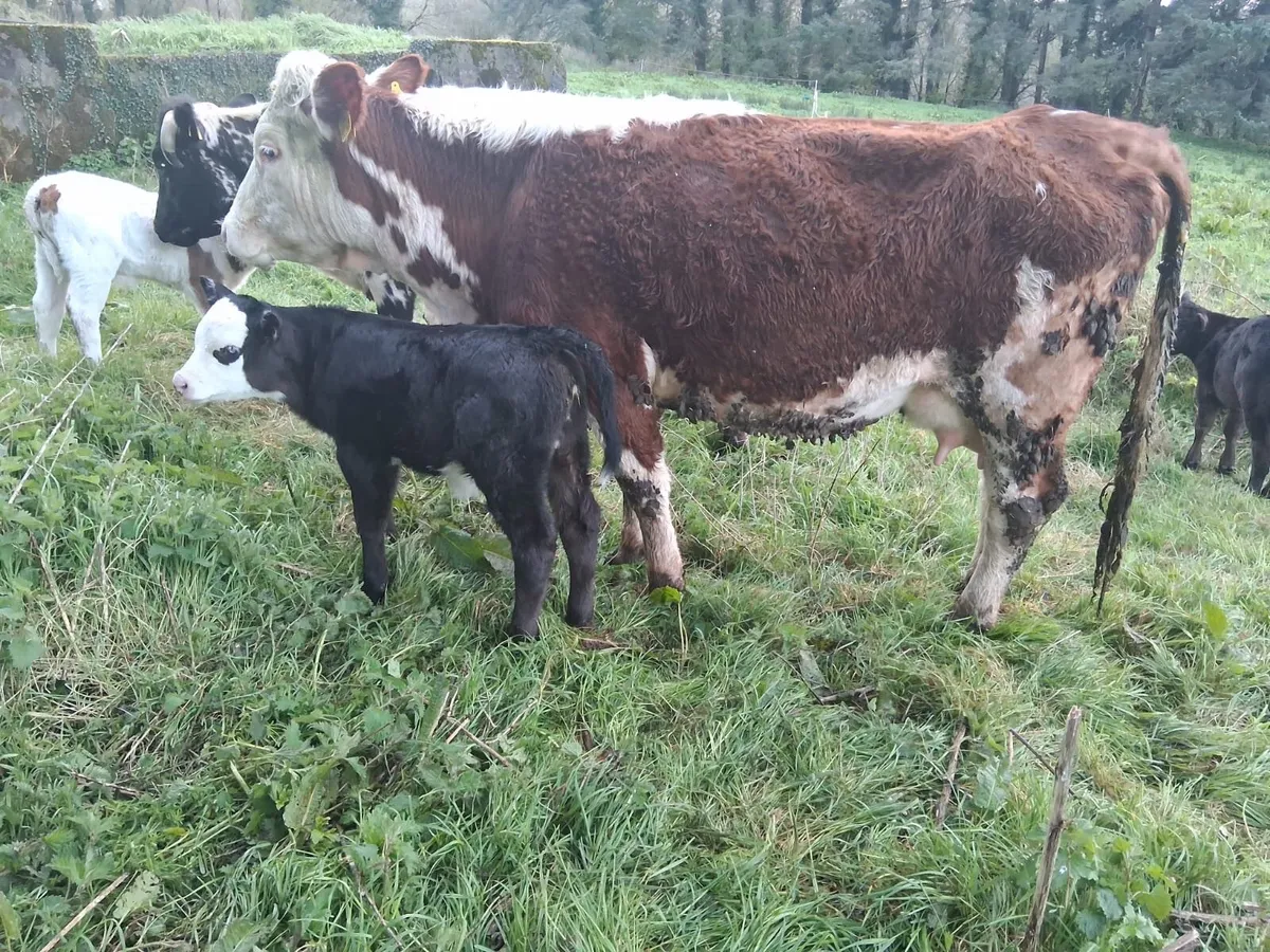 Red Hereford suckler - Image 4