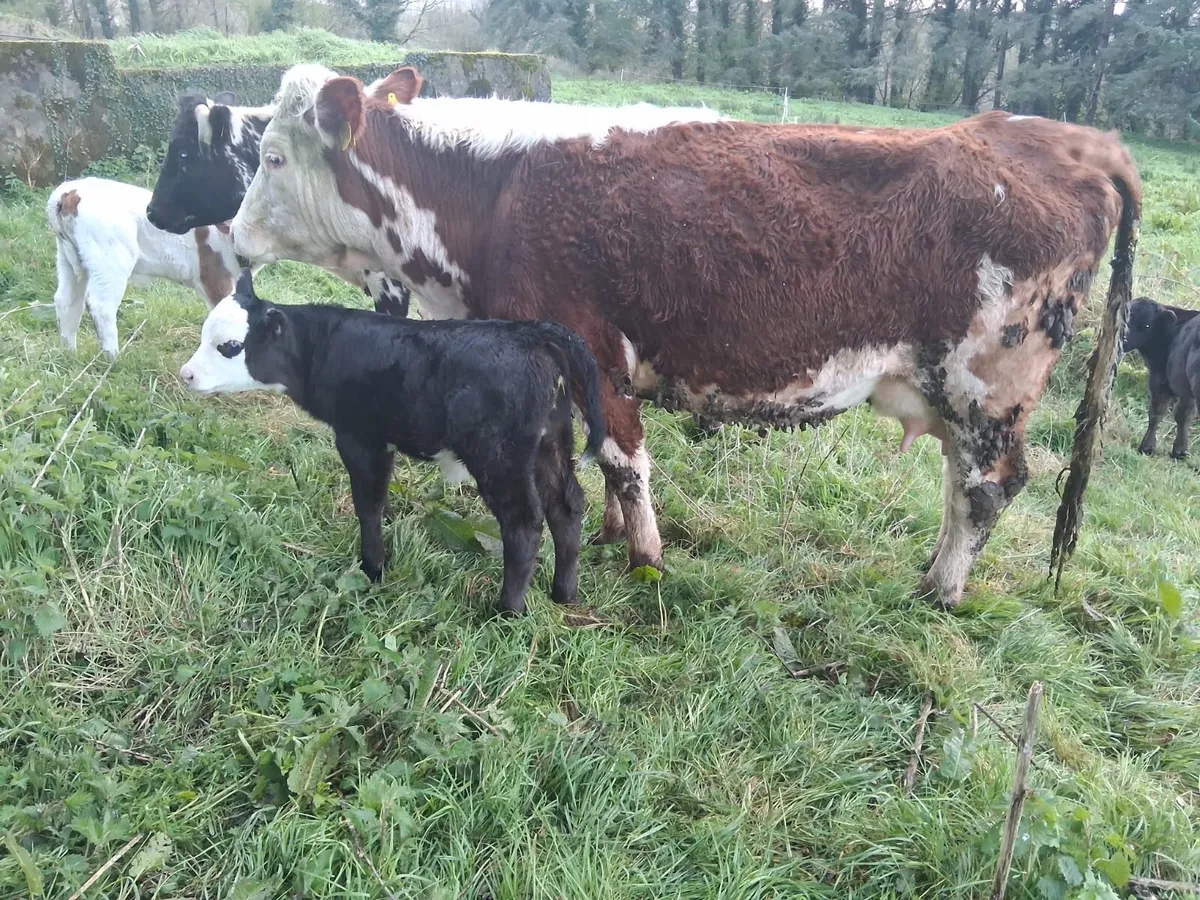 Red Hereford suckler - Image 1