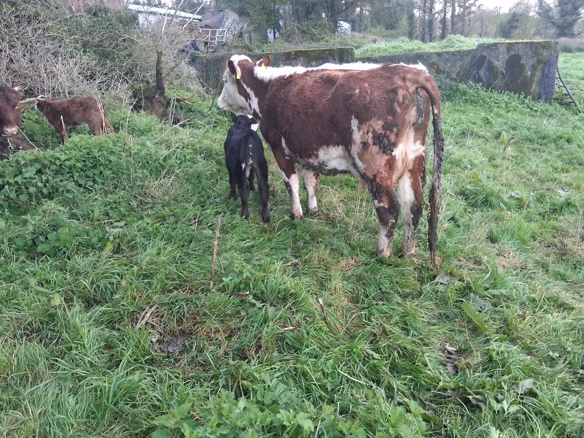 Red Hereford suckler - Image 2