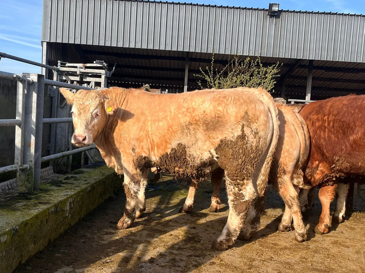 Store Bullocks for sale in Headford Mart Sat 25th - Image 2