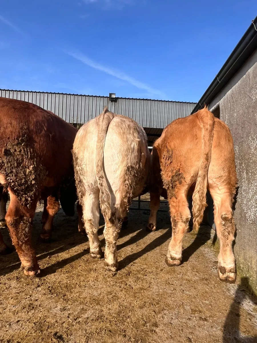 Store Bullocks for sale in Headford Mart Sat 25th - Image 3