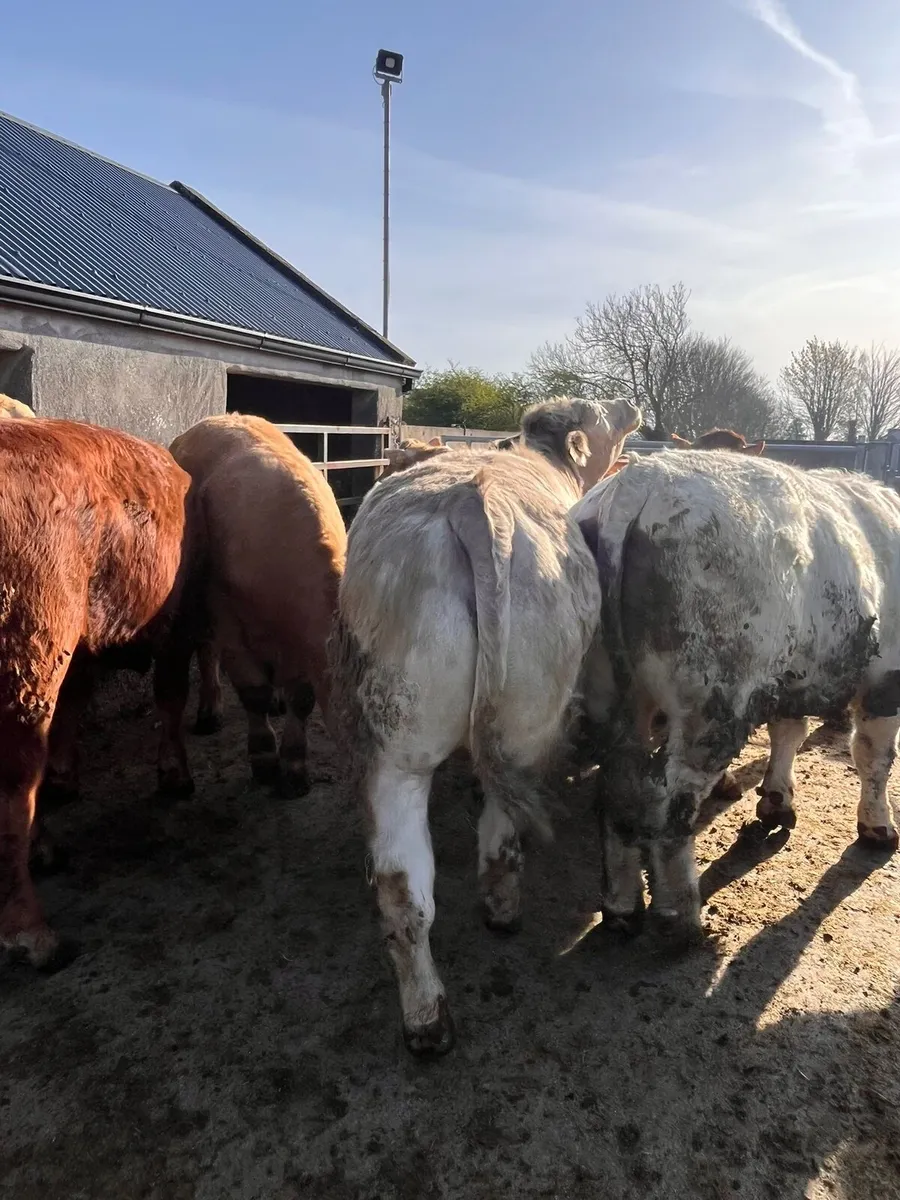 Store Bullocks for sale in Headford Mart Sat 25th - Image 4