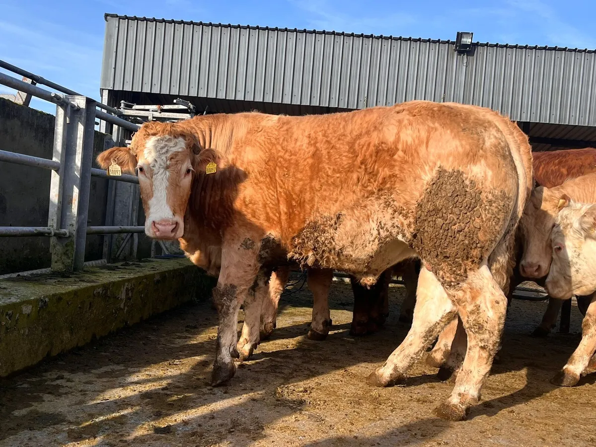 Store Bullocks for sale in Headford Mart Sat 25th - Image 1
