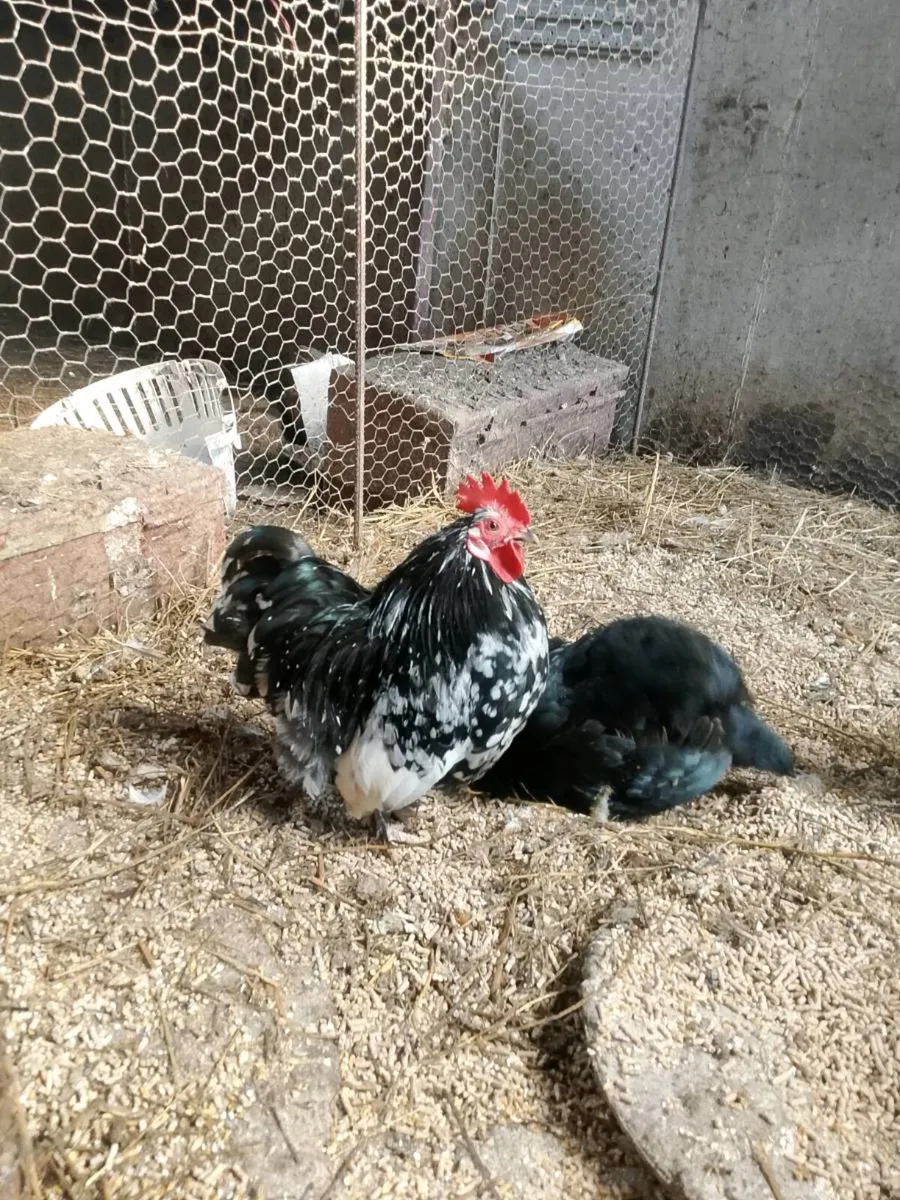 Hens and roosters - Image 1