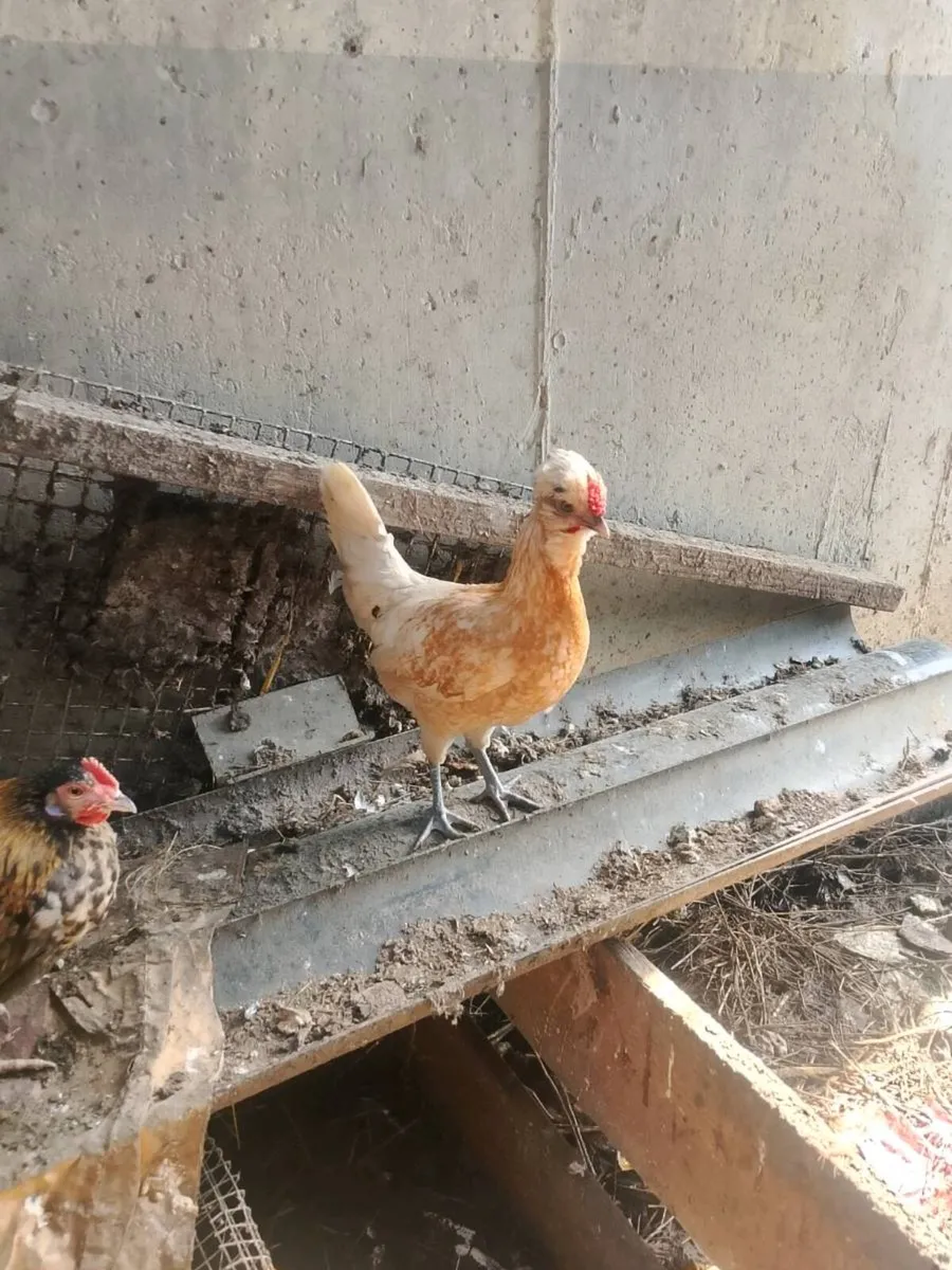 Hens and roosters - Image 2