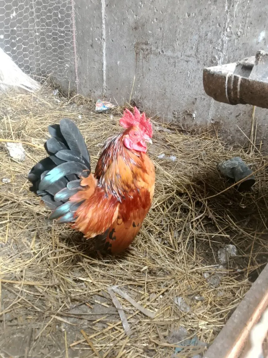 Hens and roosters - Image 3