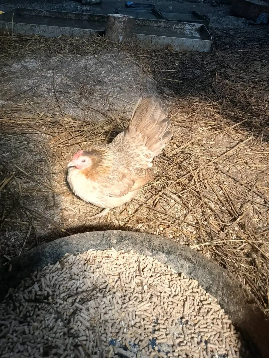 Hens and roosters - Image 4