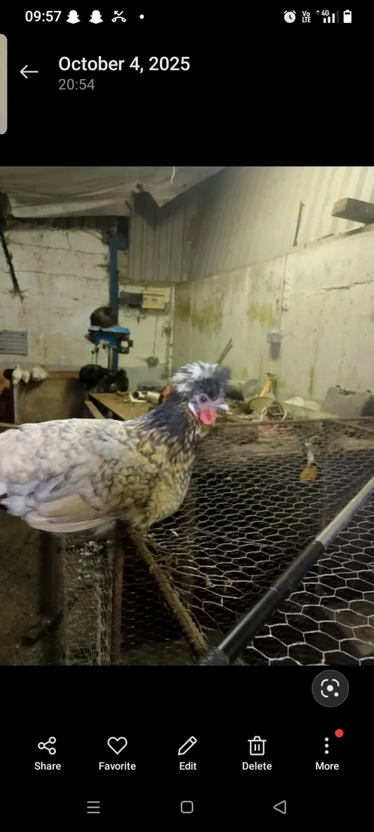Hens and roosters - Image 4