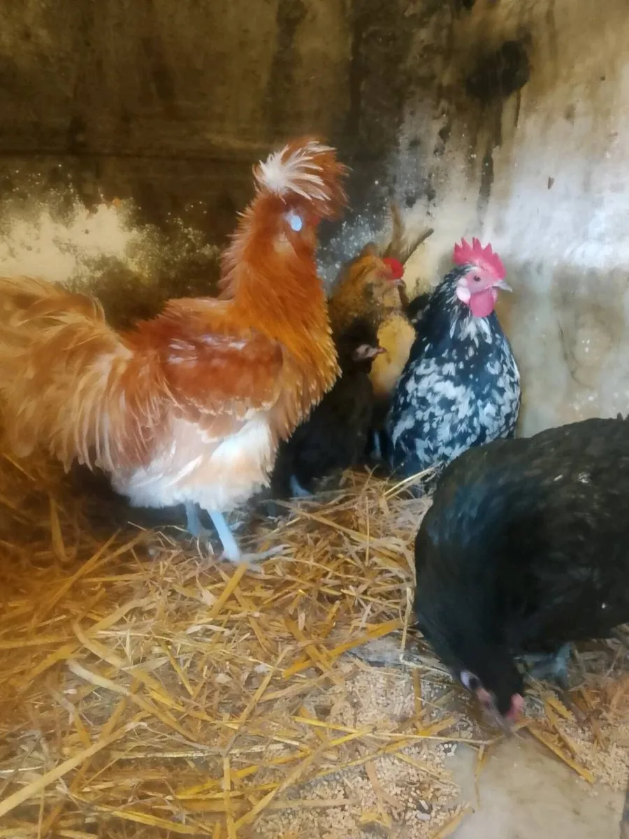Hens and roosters - Image 3