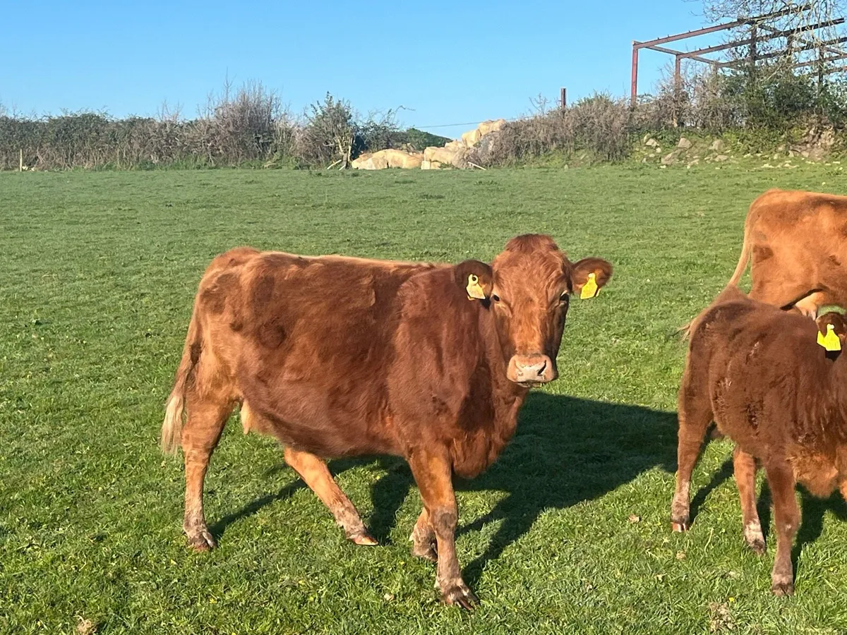 Dexter cows - Image 1
