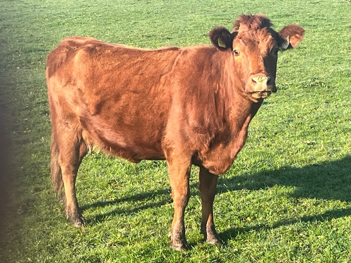 Dexter cows - Image 4