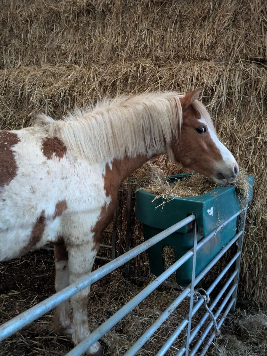 Coloured geldings pony ponies - Image 3