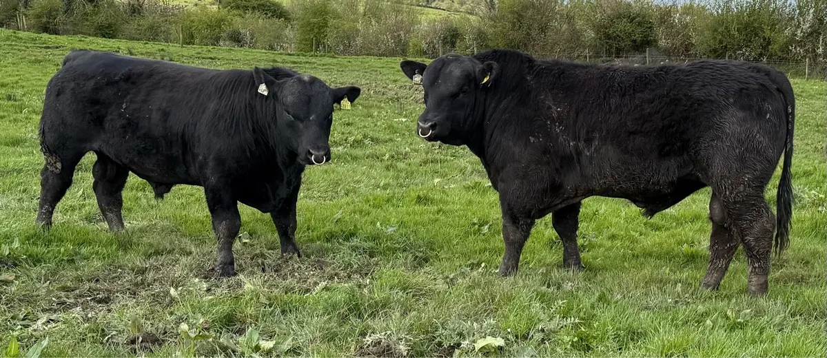 Angus Bulls - Image 1