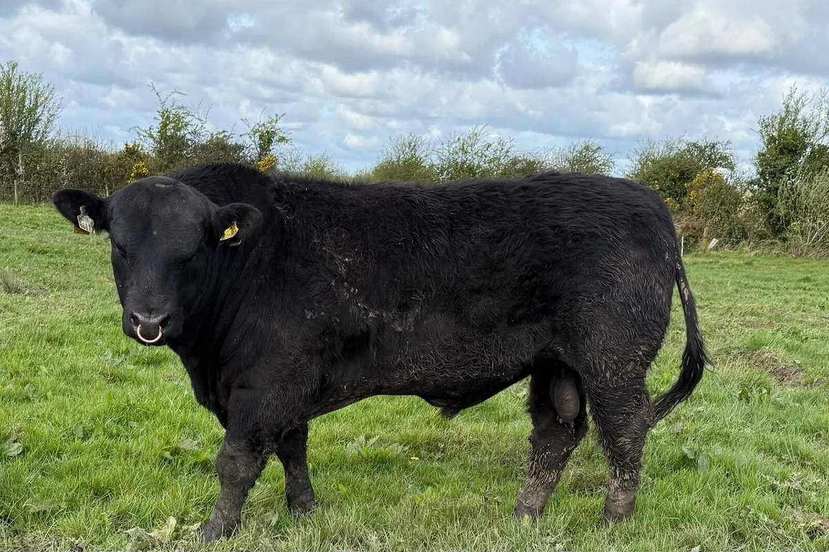 Angus Bulls - Image 3