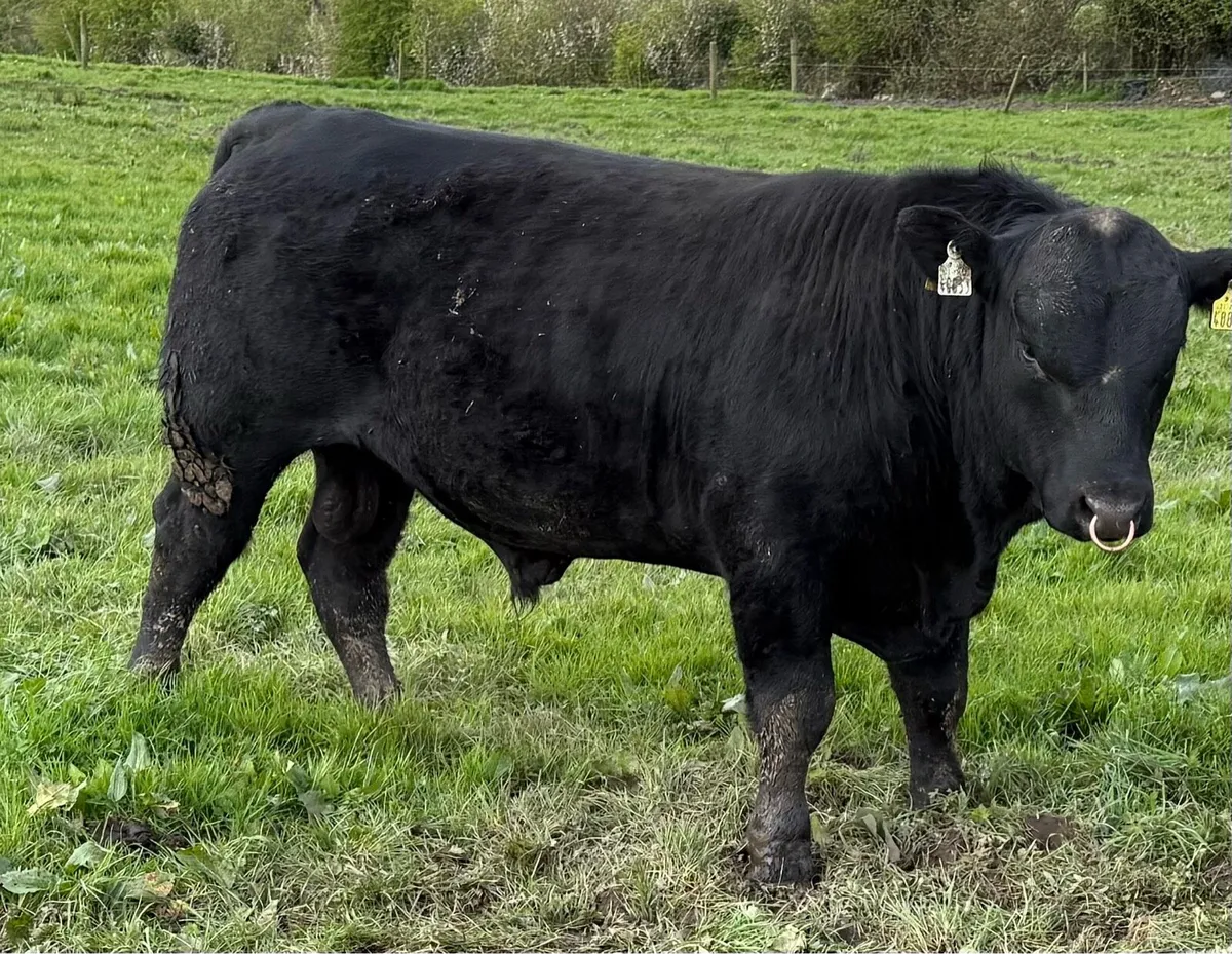 Angus Bulls - Image 4