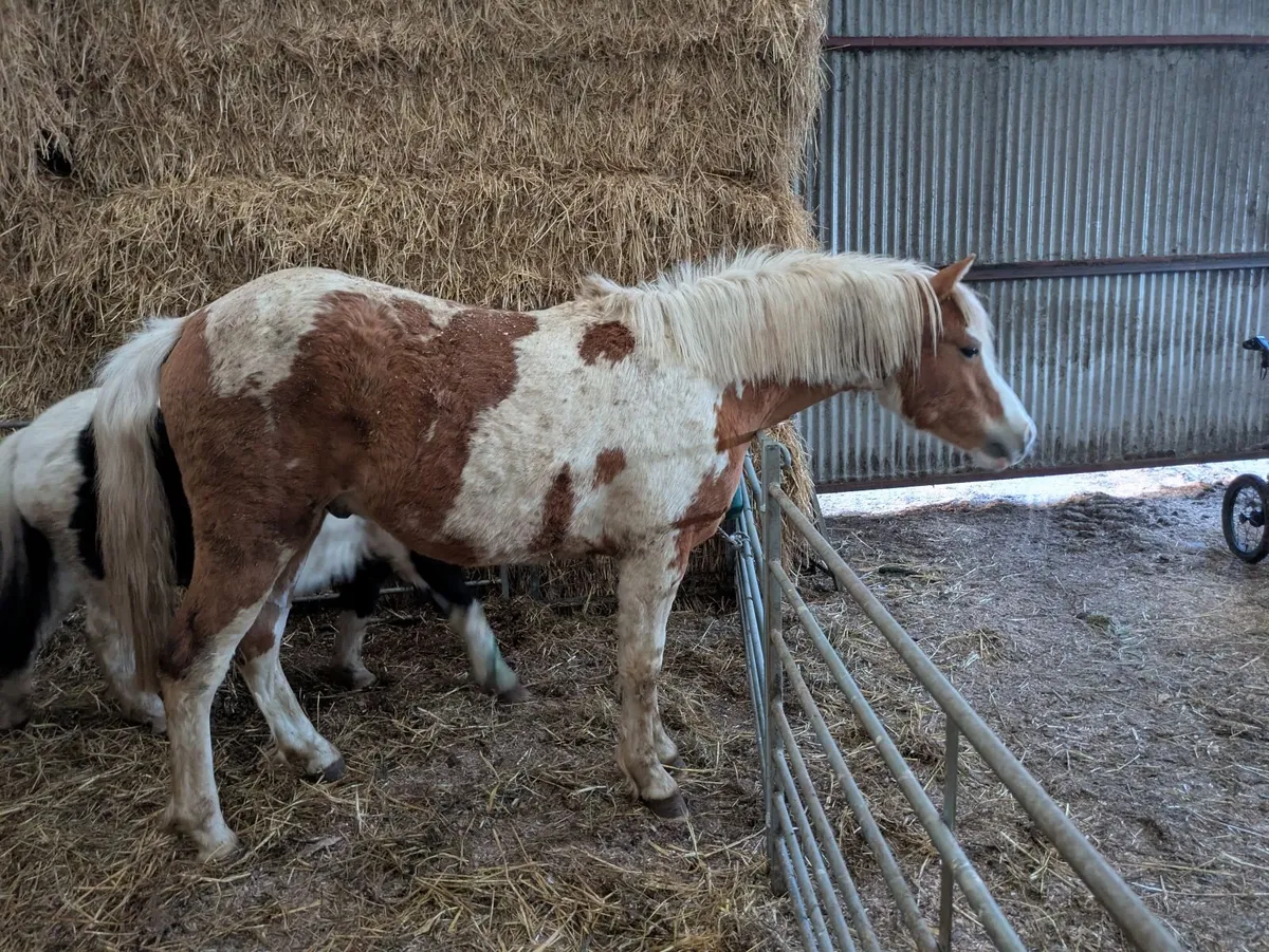 Coloured geldings pony ponies - Image 1
