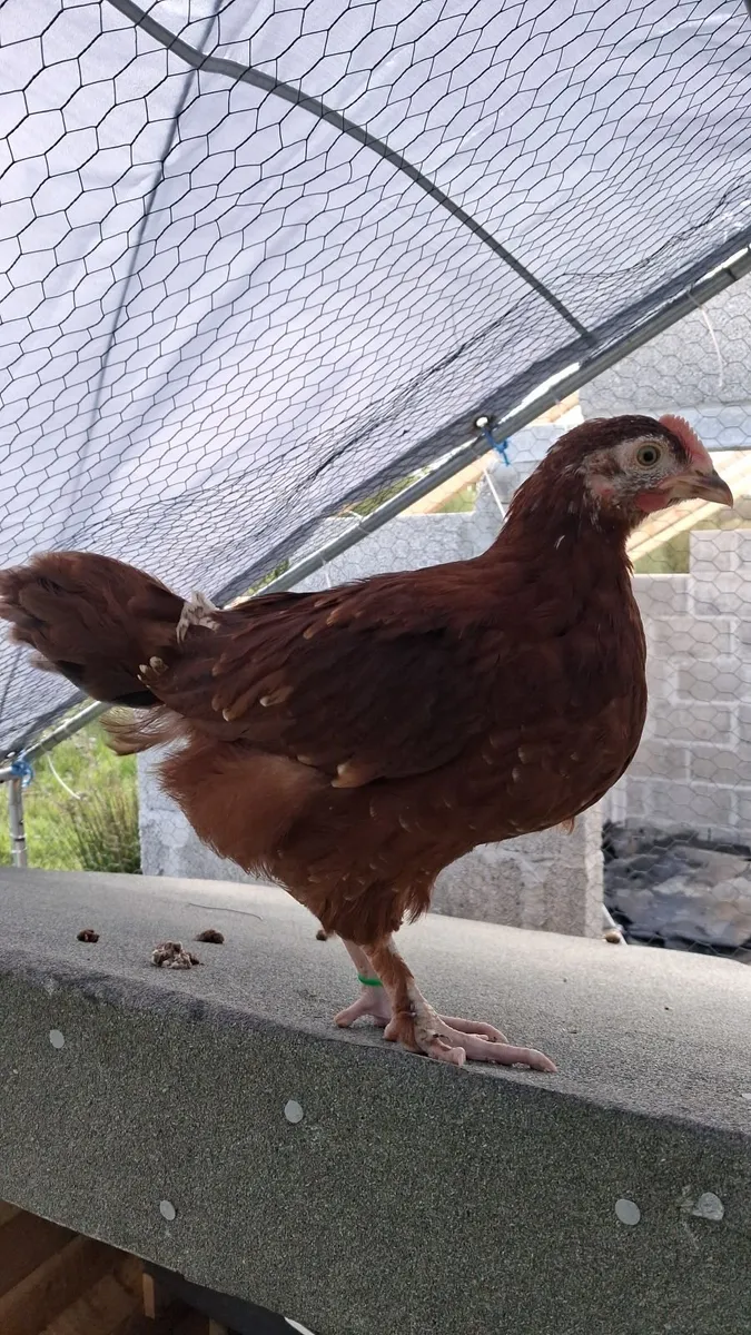 6-8 weeks old Cockerels - Image 1